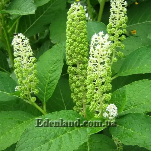 Изображение цветы и зеленые плоды