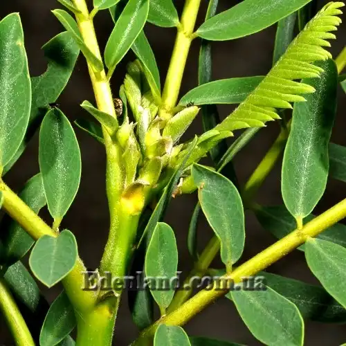 Изображение молодые листья