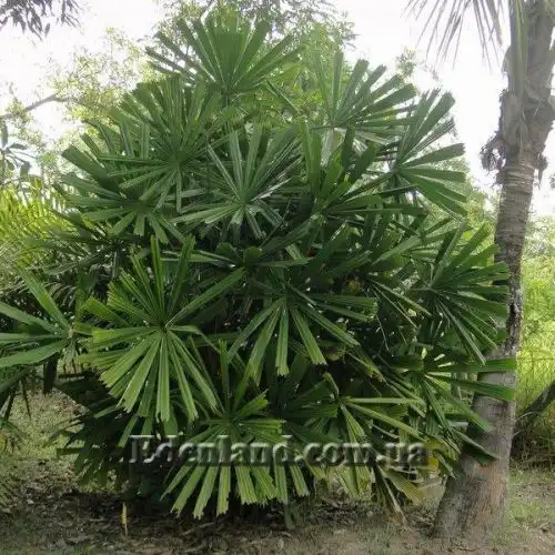 Изображение Ликуала колючая - Licuala spinosa