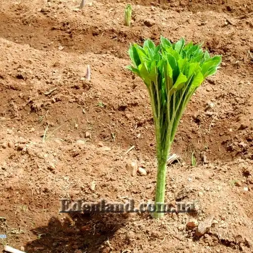 Изображение молодой лист