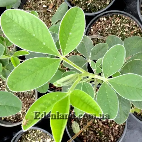 Изображение молодые листья