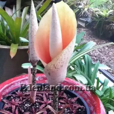 Изображение цветение