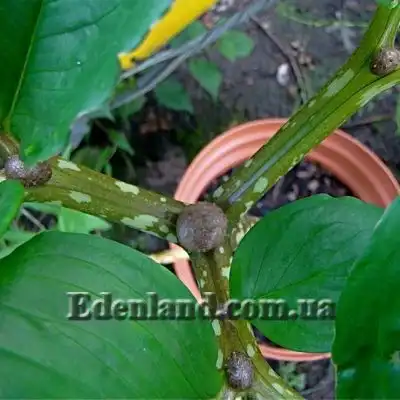 Изображение клубеньки на листьях