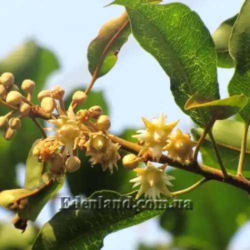 Изображение начало цветения