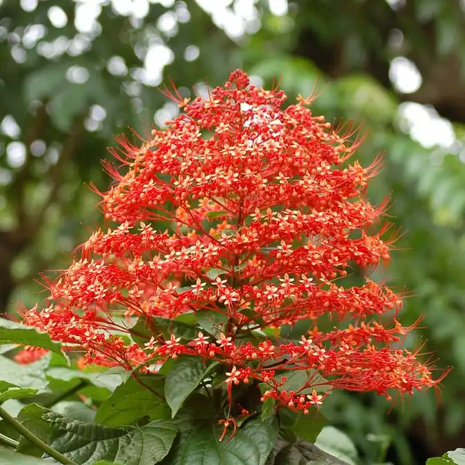 Изображение соцветие