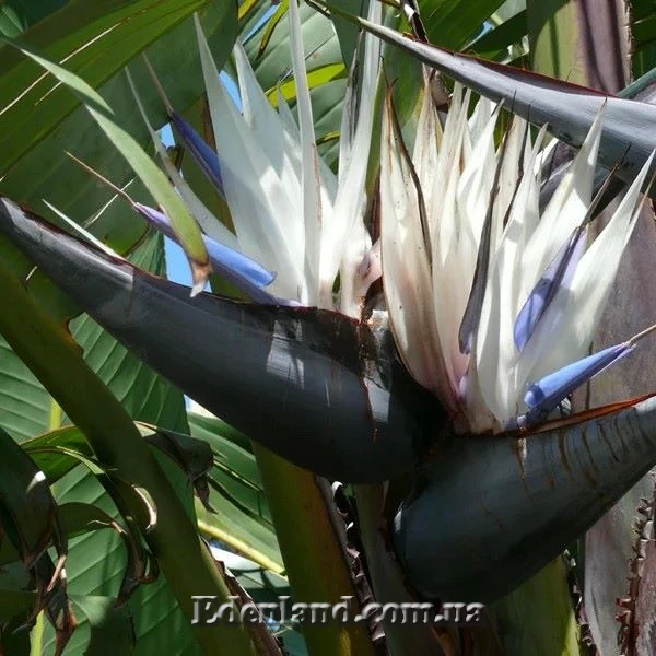 Изображение Стрелиция Николая  - Strelitzia nicolai 