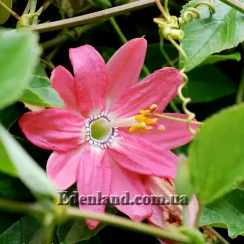 Изображение цветок