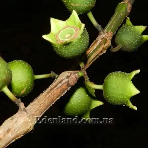 Изображение плоды