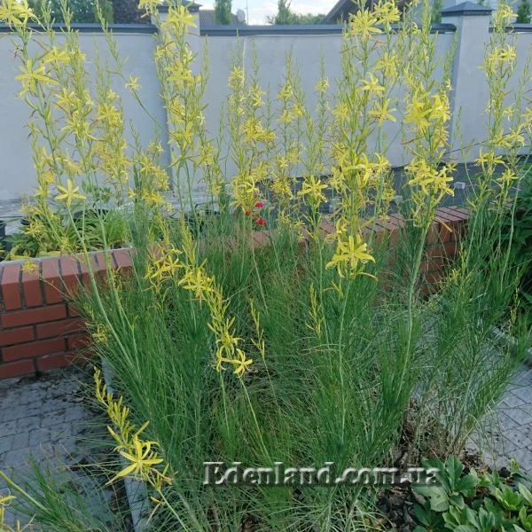 Изображение цветение в саду