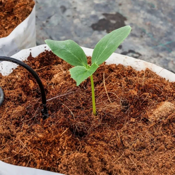 Изображение Кокосовый субстрат (прессованный брикет)