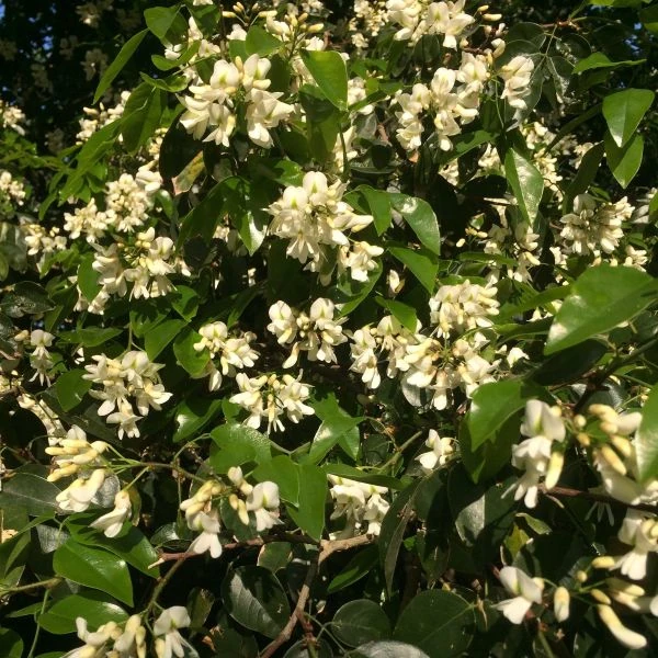 Изображение Крейбия Циммермана   - Craibia zimmermannii