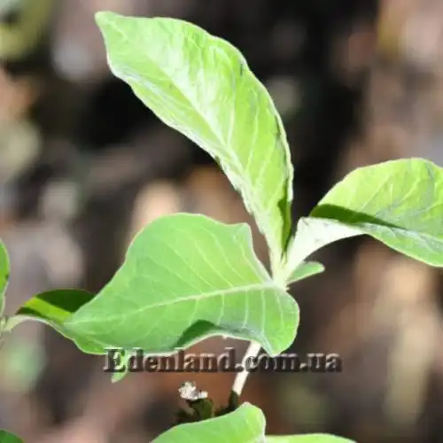 Изображение Вангерия несчастная - Vangueria infausta