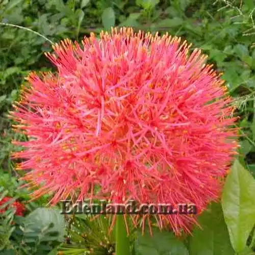 Скадоксус многоцветковый - Scadoxsus multiflorus ssp.katharinae