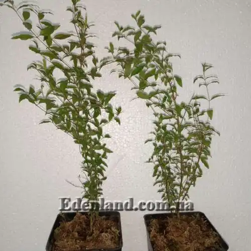 Зображення рослини у продажі