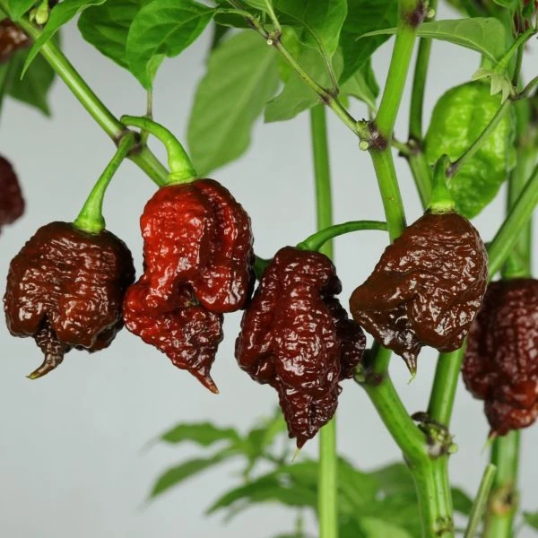 Зображення Перець Кароліна Ріпер шоколадний - Carolina Reaper Chocolate