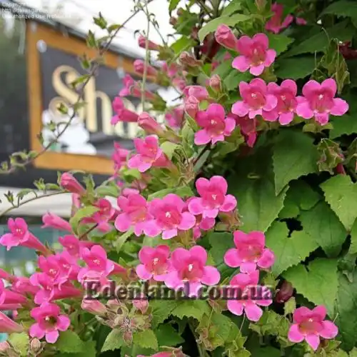 Изображение Лофоспермум стыдливый  - Lophospermum erubescens