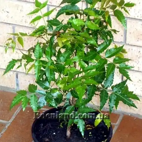 Изображение растение в контейнере