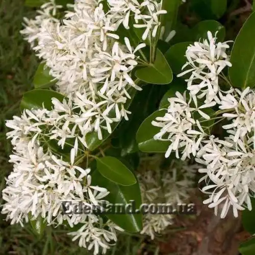 Изображение Хионантус притупленный  - Chionanthus retusus 