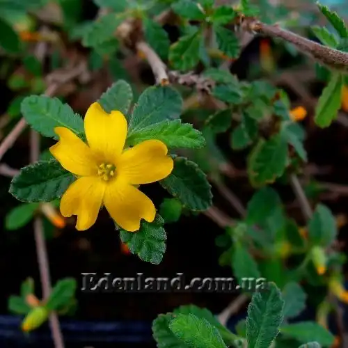 Изображение Тёрнера (Турнера) раскидистая - Turnera diffusa