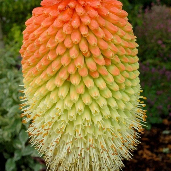Зображення Кніпхофія Норт - Kniphofia northiae