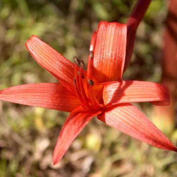 Изображение Брунсвигия восточная - Brunsvigia orientalis  