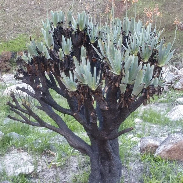 Изображение растение после пожара