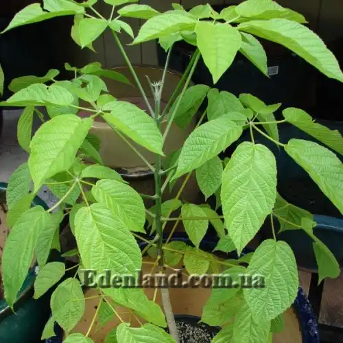 Изображение Розеодендрон Донель-Смита - Roseodendron donnell-smithii