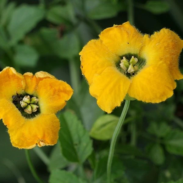 Изображение цветы