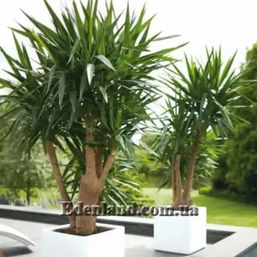 Изображение Юкка гигантская - Yucca gigantea