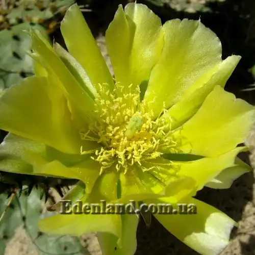 Изображение цветок