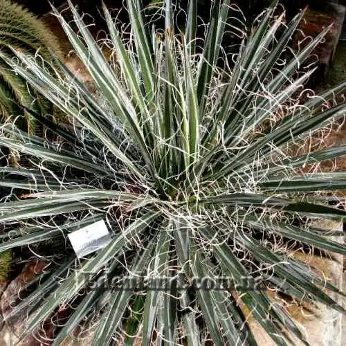 Зображення Агава нитконосна підвид Шідігера - Agave filifera ssp. schidigera
