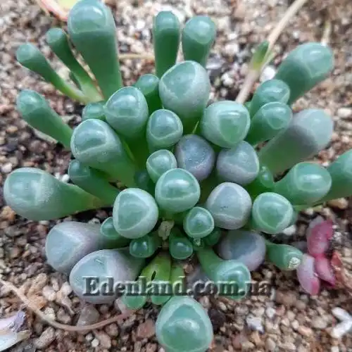 Изображение Фенестрария Булаволистная - Fenestraria rhopalophylla subsp. aurantiaca