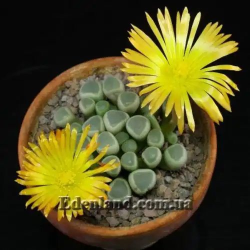 Изображение Фенестрария Булаволистная - Fenestraria rhopalophylla subsp. aurantiaca