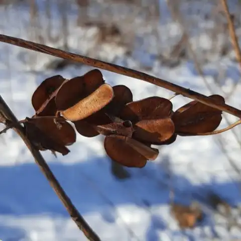 Изображение созревшие семенные коробочки