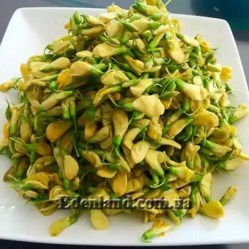 Изображение Сесбания яванская - Sesbania javanica