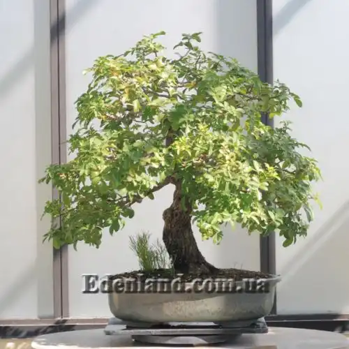 Изображение Шинус фисташколистный - Schinus terebinthifolius