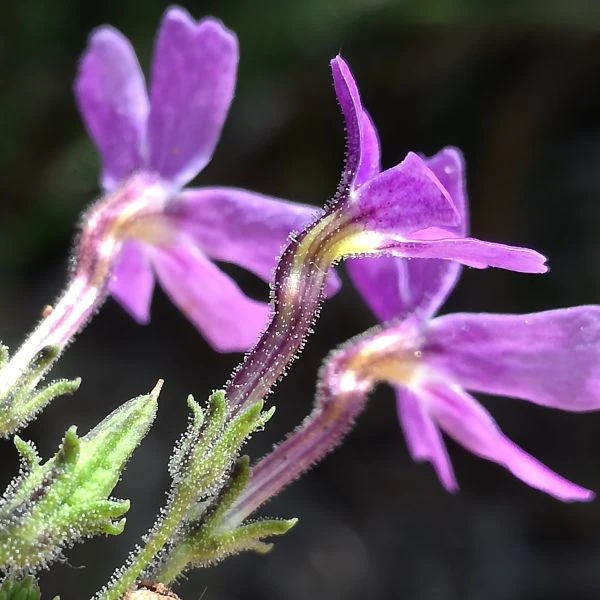 Изображение Джеймсбриттения мелколистная - Jamesbrittenia microphylla   