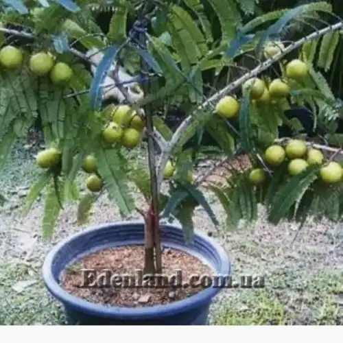 Изображение Филлантус эмблика - Phyllanthus emblica