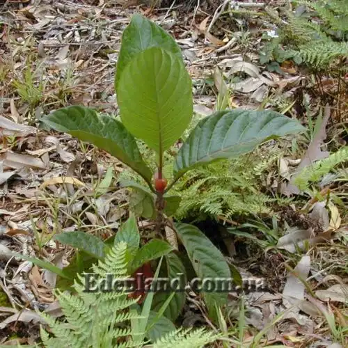 Изображение Цинхона пушистая - Cinchona pubescens