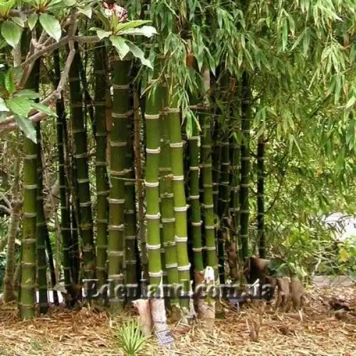 Бамбук Бамбос - Bambusa bambos