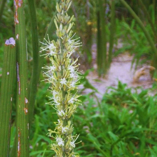 Зображення Драцена Пірсона - Dracaena pearsonii