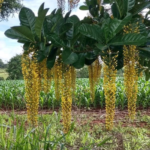 Зображення Спахея молочна - Spachea lactescens  