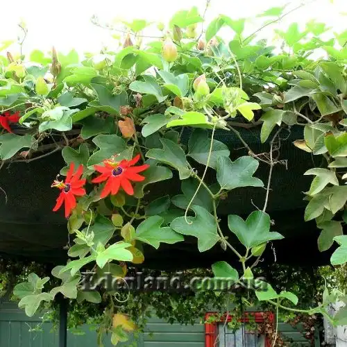 Зображення Пасифлора рукавчаста - Passiflora manicata