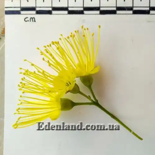 Зображення Ксантостемон золотистий - Xanthostemon chrysanthus