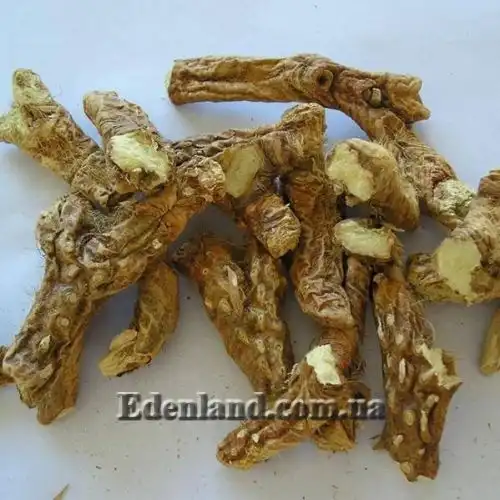 Изображение Анемаррена асфоделовидная - Anemarrhena asphodeloides