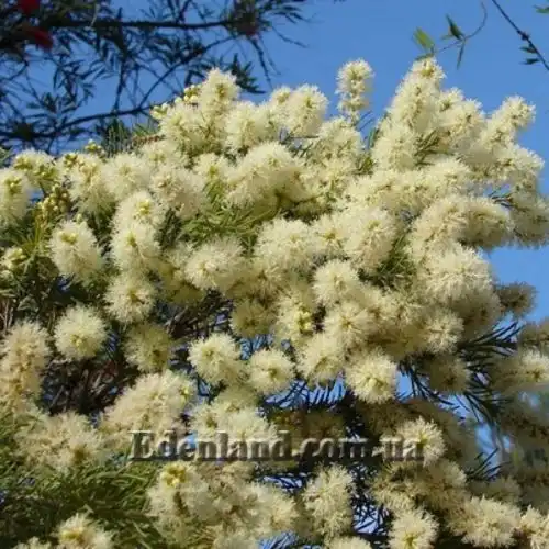 Изображение Мелалеука Лофанта - Melaleuca lophantha