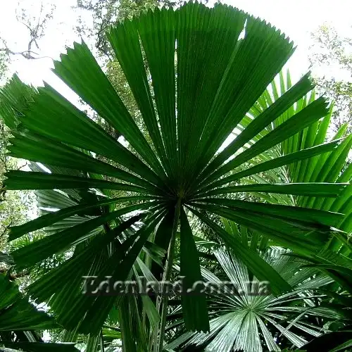 Изображение Ликуала Рамсея  - Licuala ramsayi