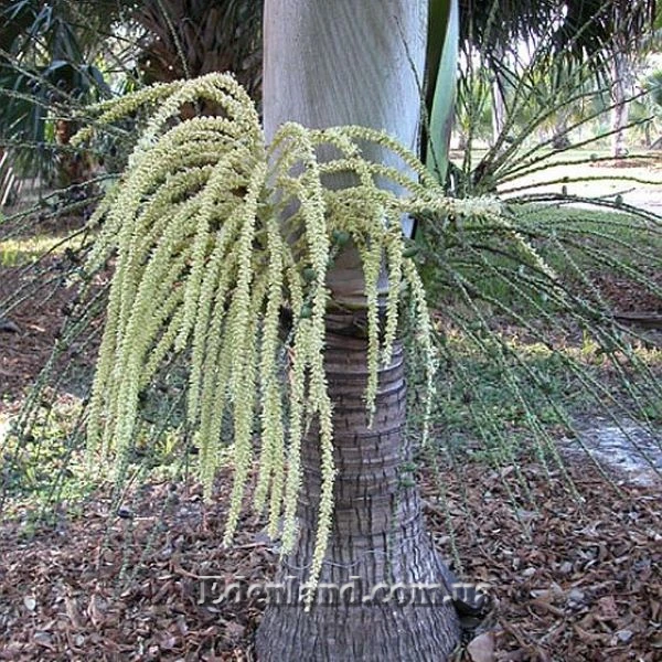 Изображение Диктиосперма белая  - Dictyosperma album