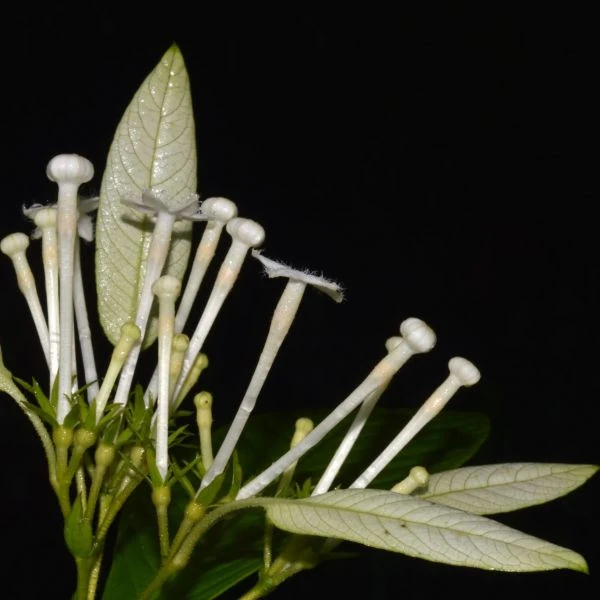 Зображення Неогіменопогон паразитичний - Neohymenopogon parasiticus 