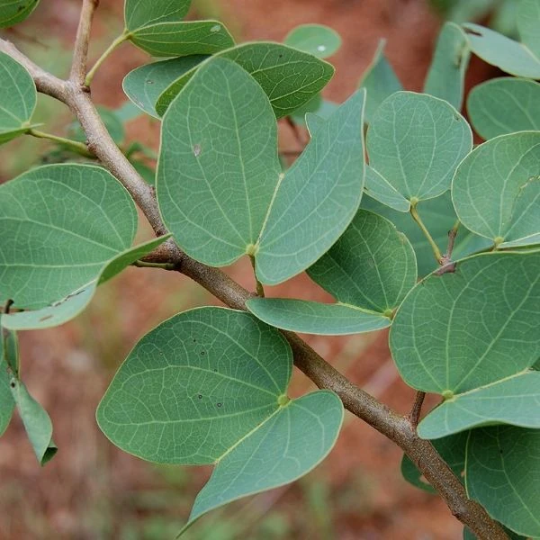 Зображення Баухінія Петерсона - Bauhinia petersiana